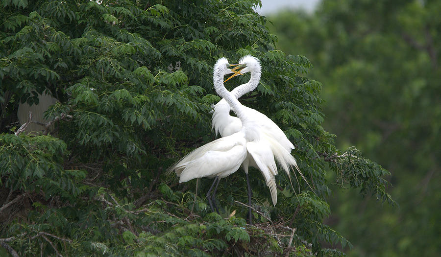 Egret Photograph - Great Egret Love Birds by Roy Williams