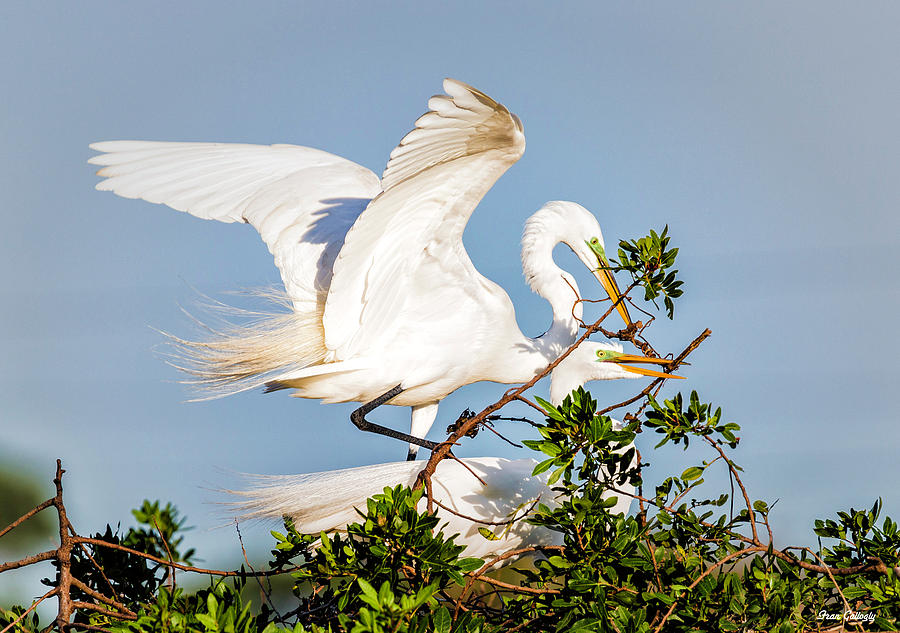 Great Egret Love Photograph by Fran Gallogly
