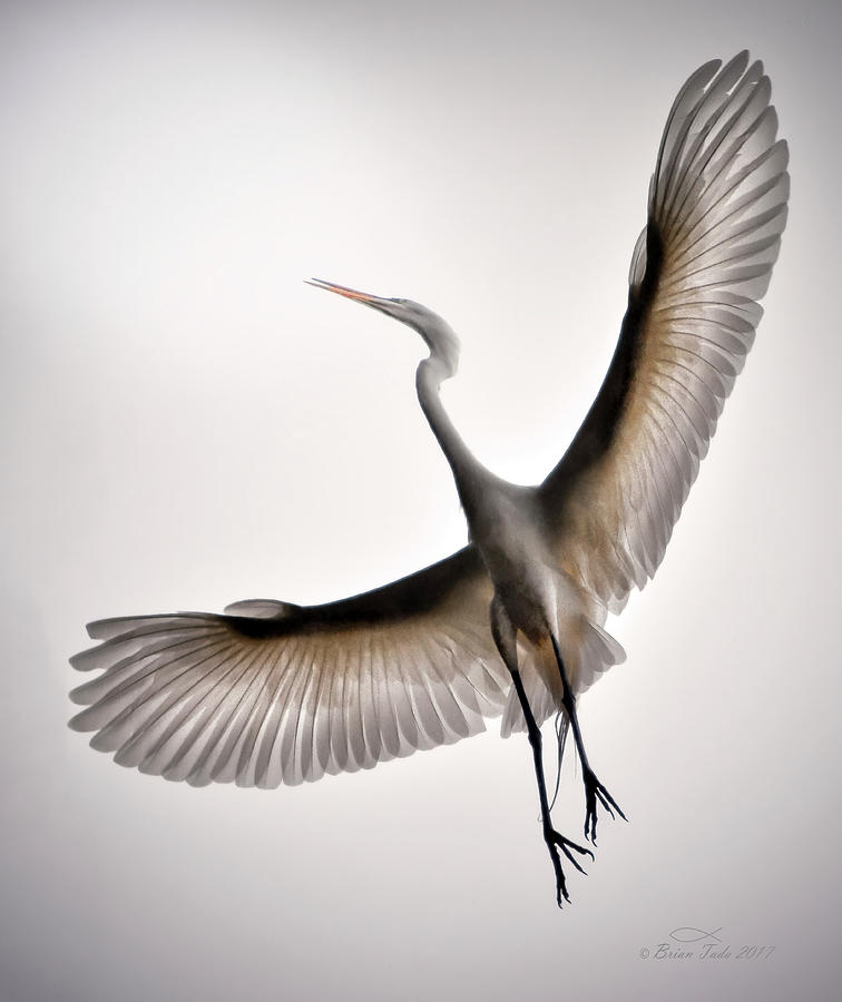 Wildlife Photograph - Great Egret Majesty by Brian Tada