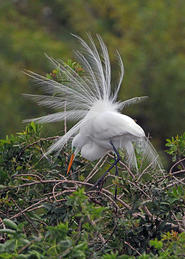 Bird Photograph - Great Egret Mating Plumage by Alan Lenk
