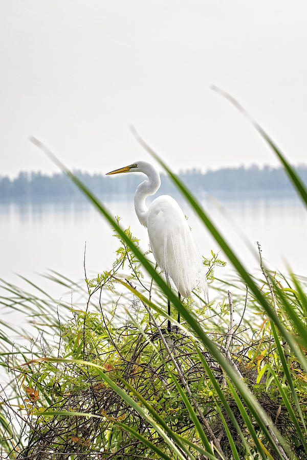 Great Egret  Photograph by Michael White
