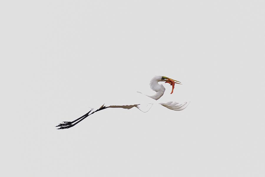 Great Egret Minimalism I Photograph by Linda Brody