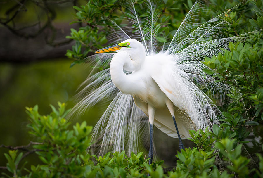 Great Egret Nesting St. Augustine Florida Coastal Bird Nature Photograph by Dave Allen