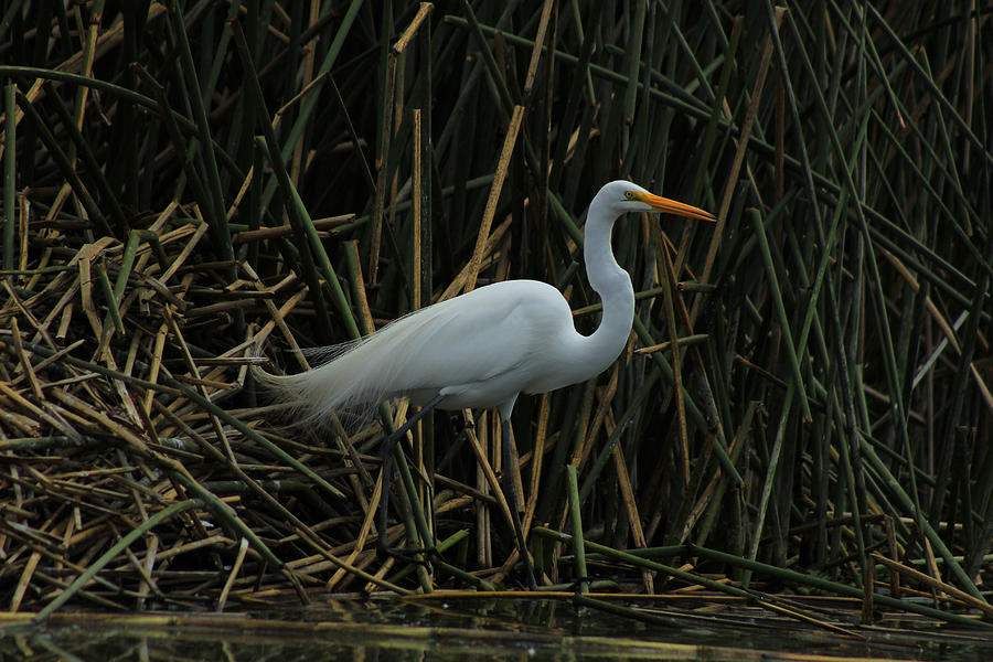 Great Egret Next to Water Photograph by Robert Hamm - Fine Art America