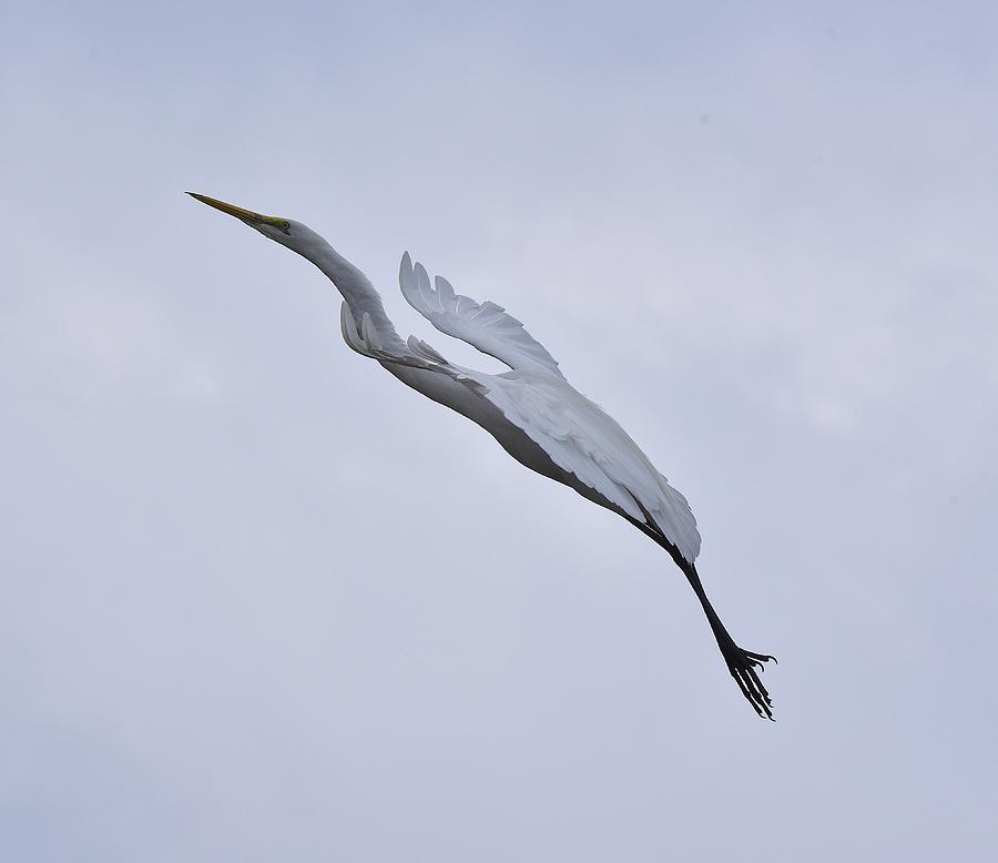 Egret Photograph - Great Egret Elegance On a Cloudy Day by Linda Brody