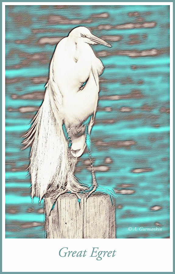 Great Egret on Dock Piling Digital Art by A Macarthur Gurmankin
