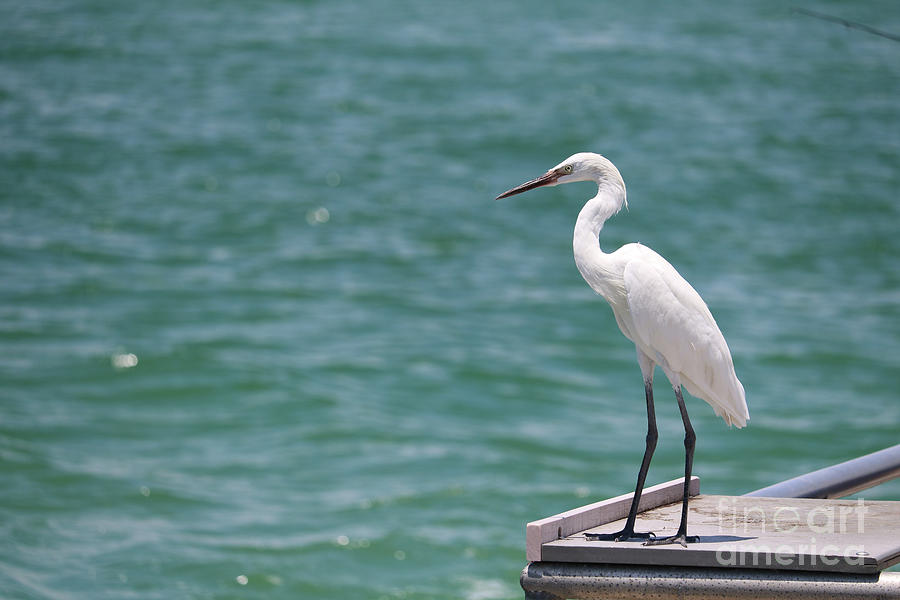 Great Egret on Pier with Turquoise Water Photograph by Carol Groenen
