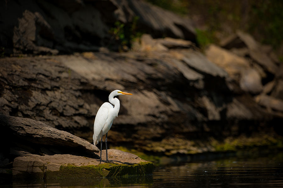 Great Egret on Rocks Photograph by Jeff Phillippi