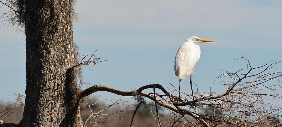 Great Egret on the Lookout Photograph by Carla Parris
