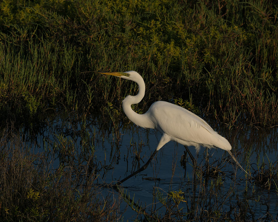 Great Egret on the move Photograph by Ernest Echols