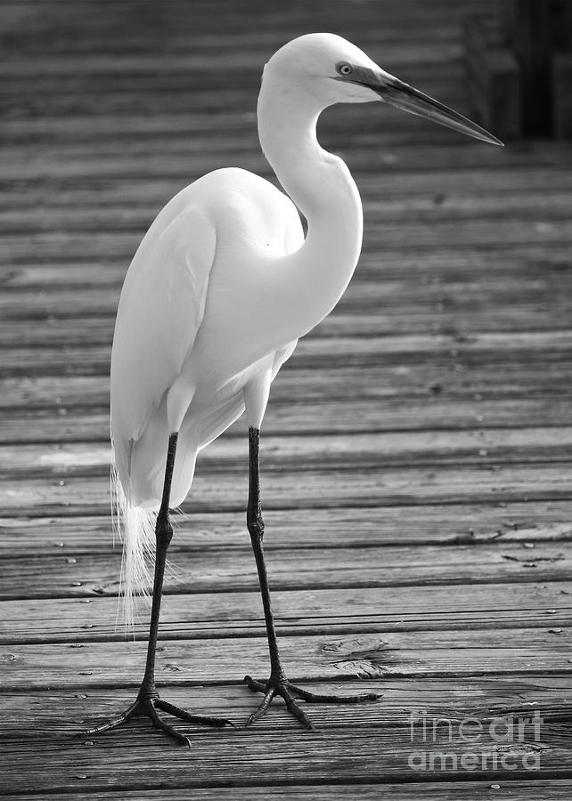 Great Egret on the Pier - Black and White Photograph by Carol Groenen