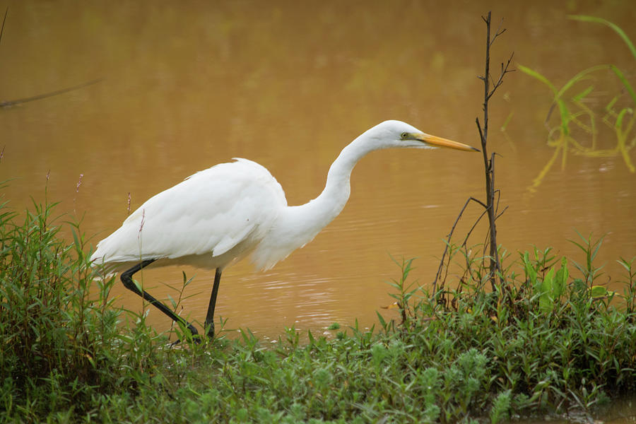 Great Egret On Prowl >> Great Egret On The Prowl Photograph By Mary Ann Artz Great Egret On Prowl >> Great Egret On The Prowl Photograph By Mary Ann Artz
