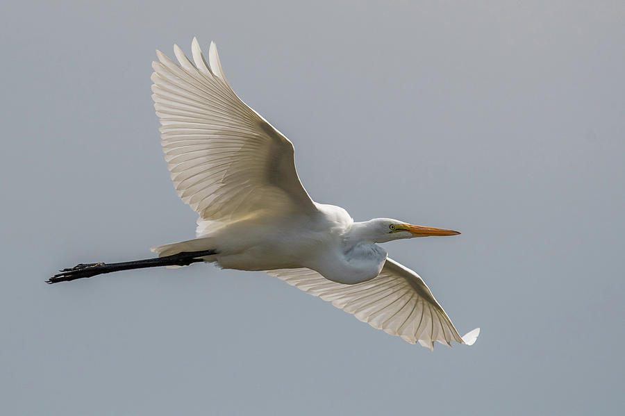Great Egret Photograph by Paul Freidlund
