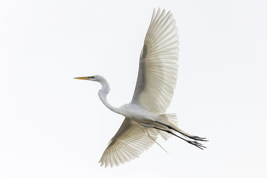 Great Egret Photograph by Penny Meyers