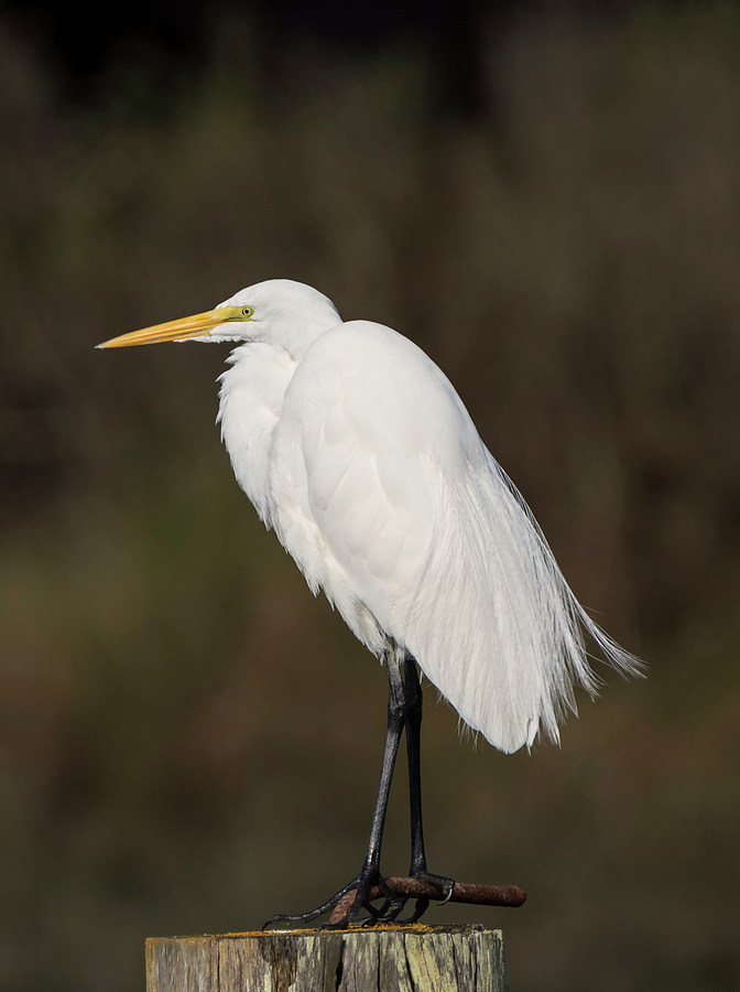 Great Egret Perched Photograph by Loree Johnson