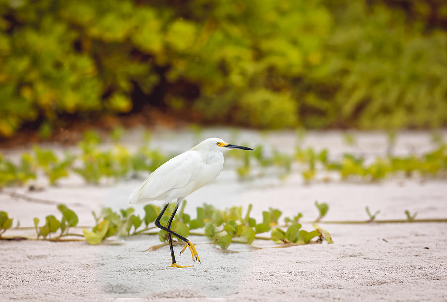 Great Egret Photograph by Peter Lakomy