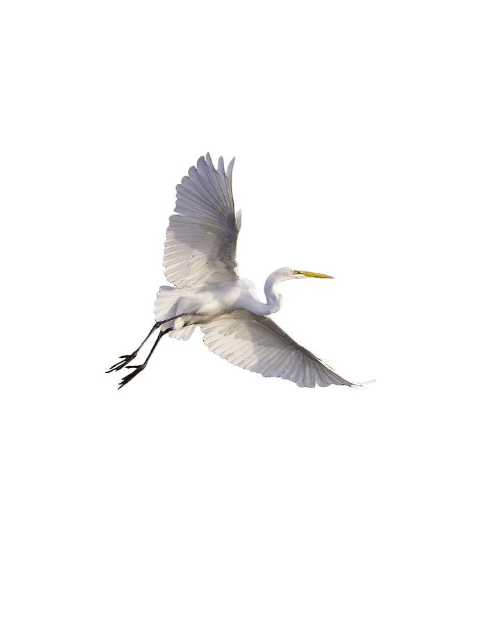 Great Egret png Photograph by Jeff Phillippi