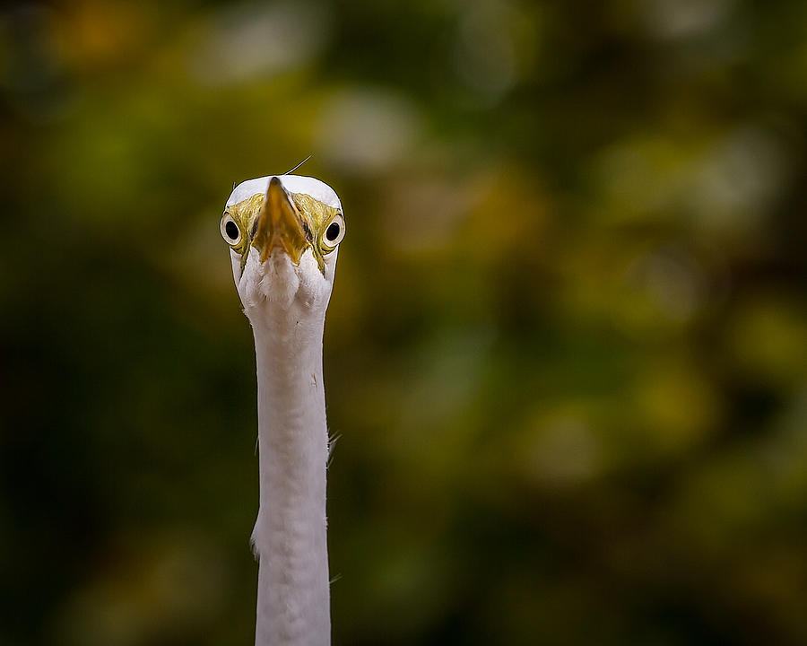 Great Egret Portrait Photograph by Ron Pate