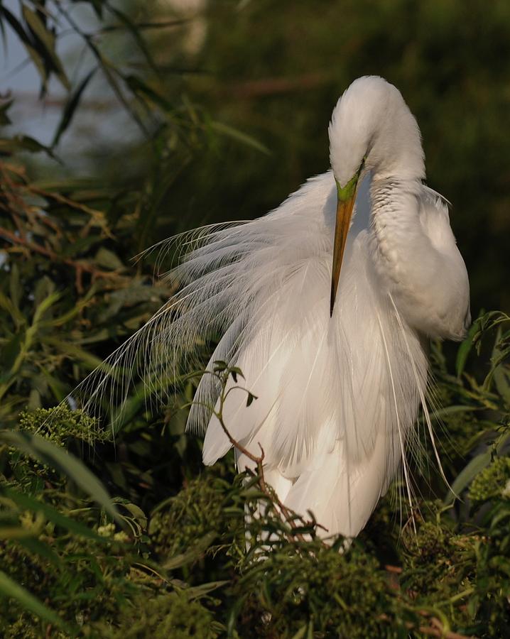 Great Egret Preening Photograph by Georgia Wilson