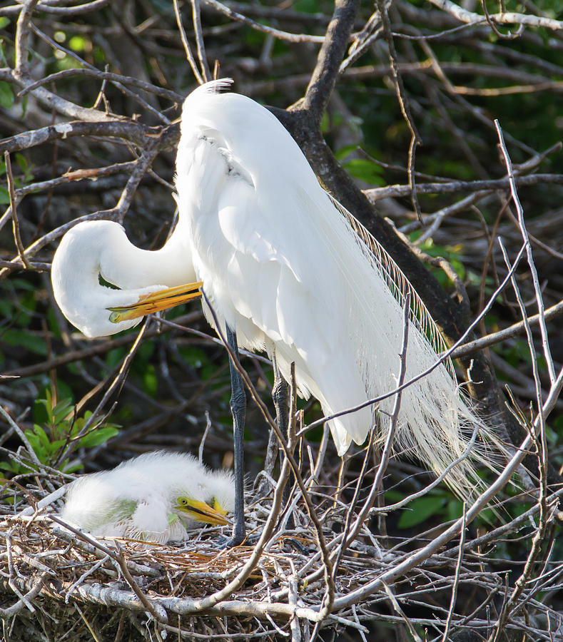  Great Egret preening with chicks Photograph by Kelly Kennon