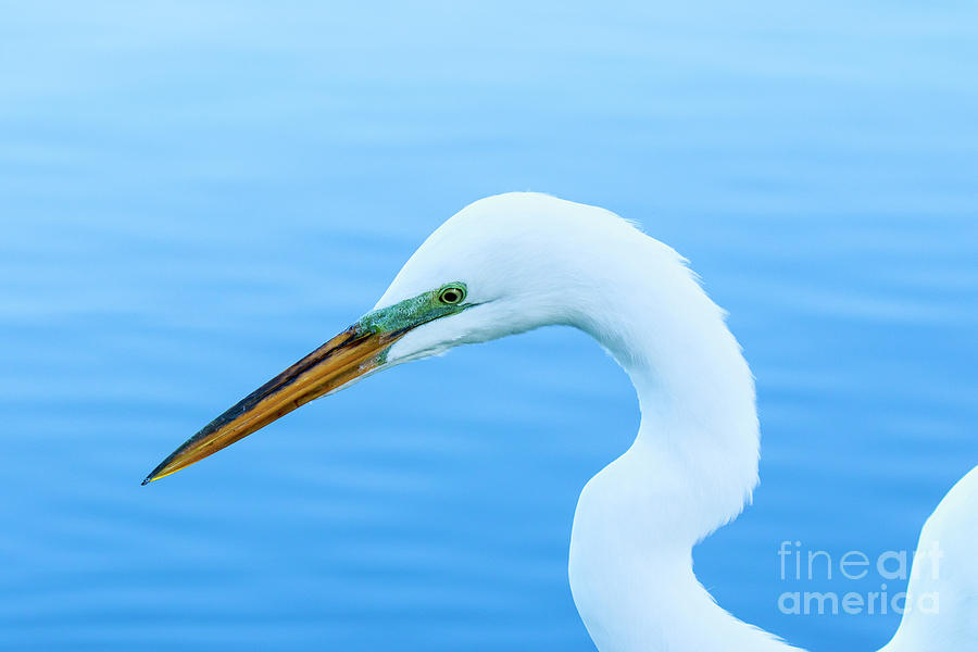 Great Egret Profile 2 Photograph by Ben Graham