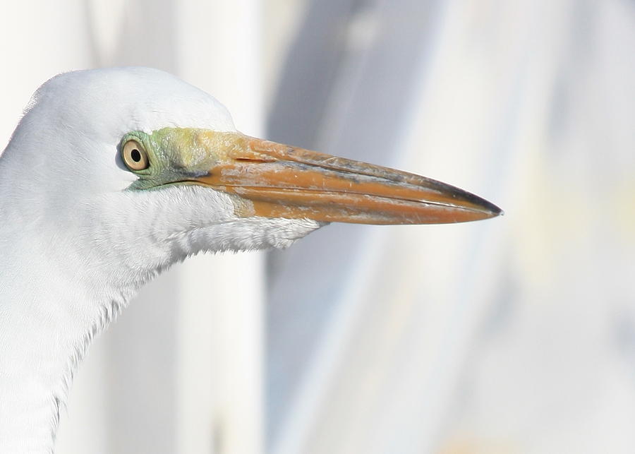Great Egret Profile 2 Photograph by Carol Groenen