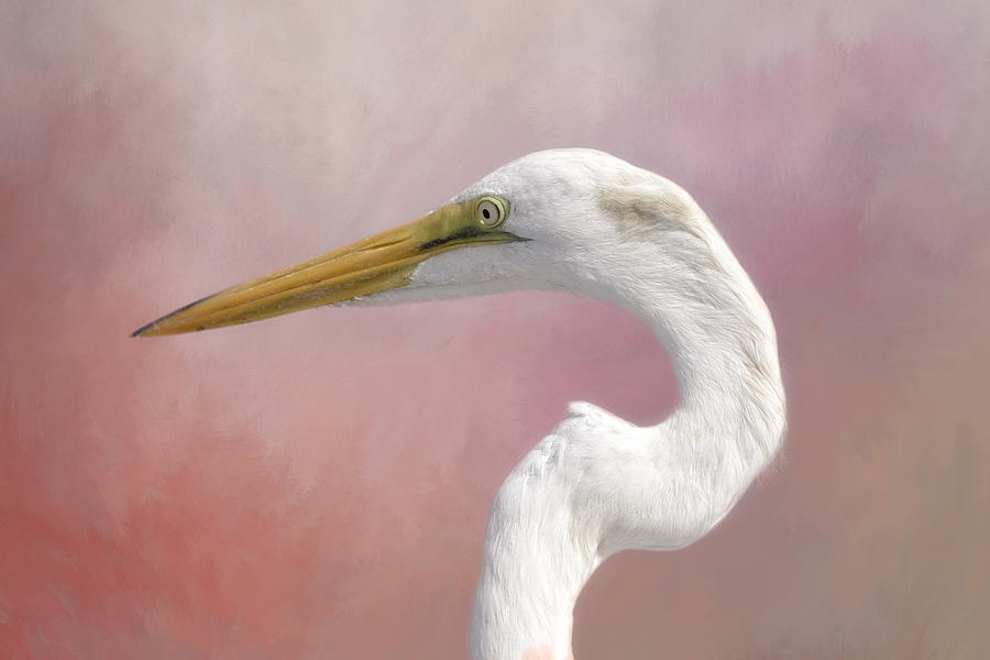 Great Egret Profile Photograph by Kim Hojnacki