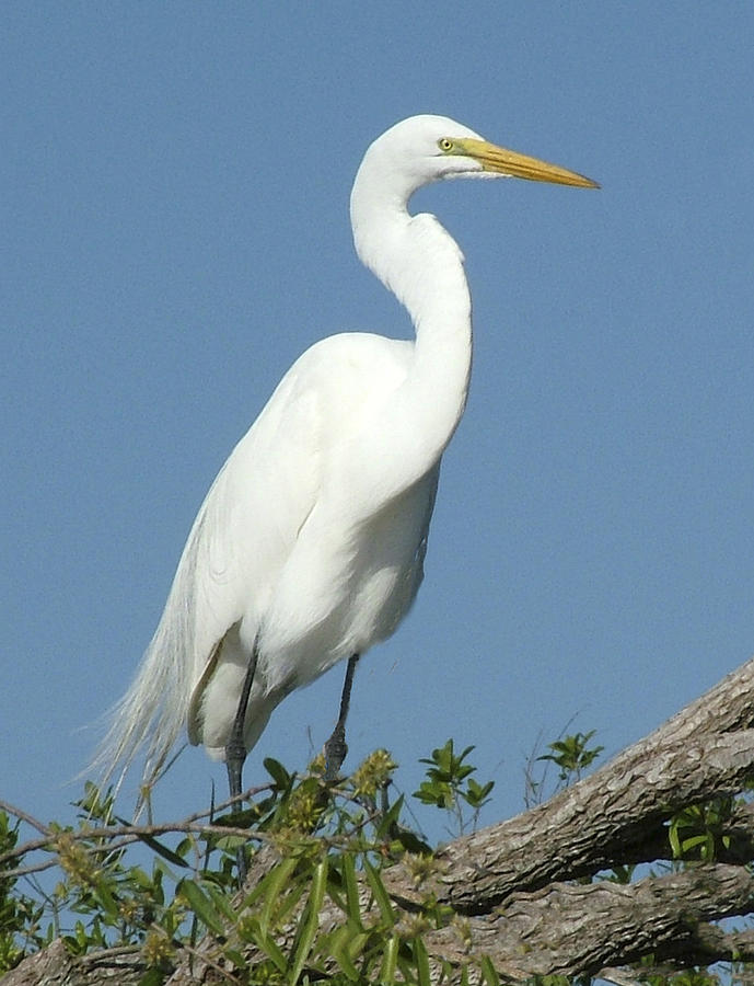 Great Egret Profile Photograph by William Bitman
