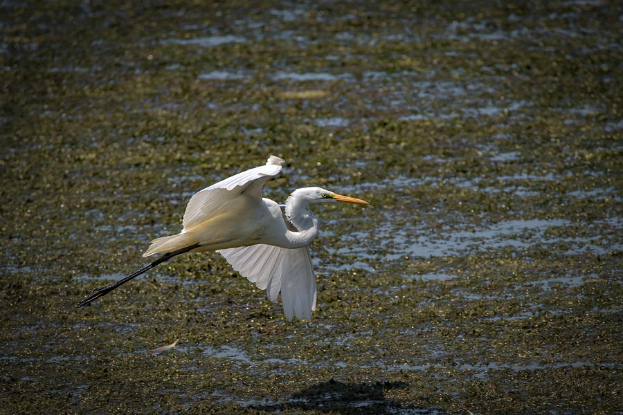 Great Egret Photograph by Ray Congrove