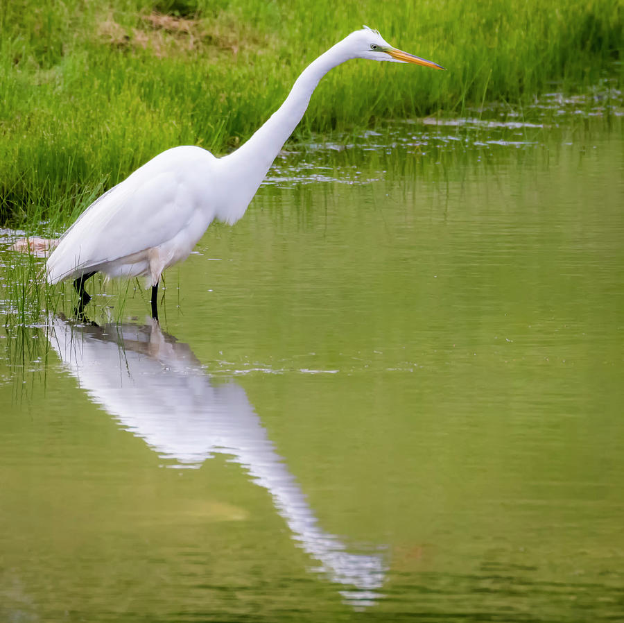 Great Egret Ready to Pounce by Ricky L Jones Great Egret Ready to Pounce by Ricky L Jones
