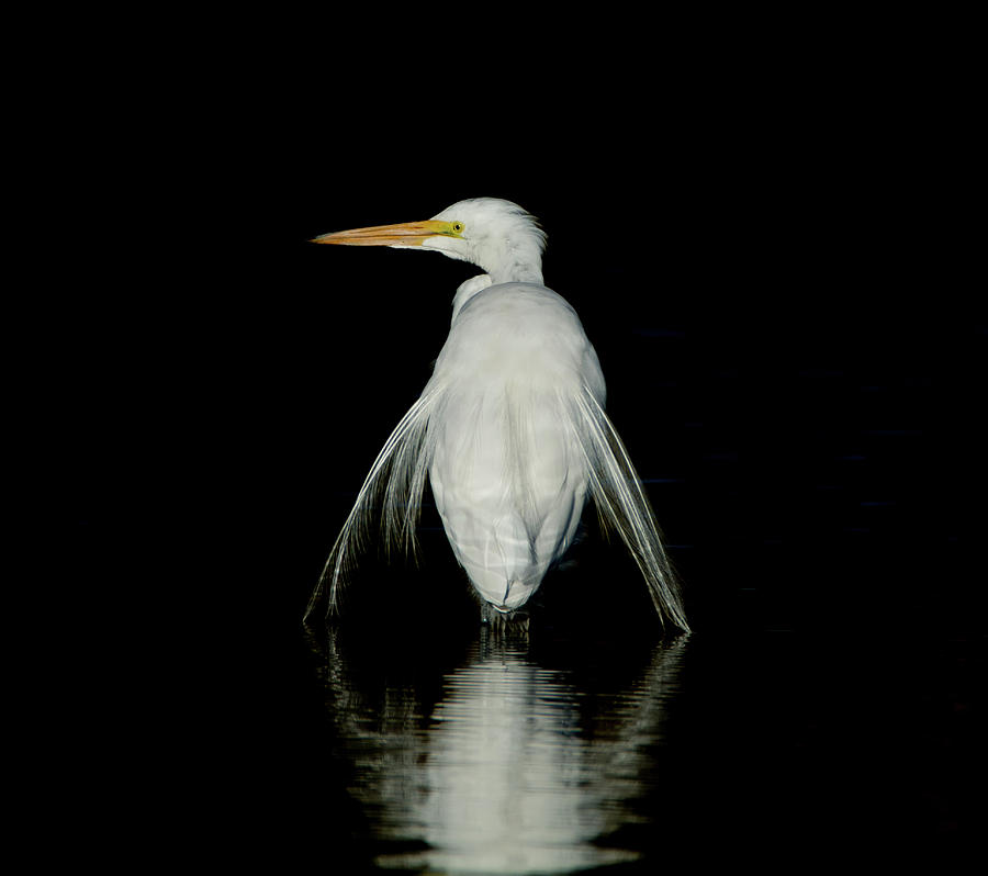 Great Egret Reflection 3029-012318-1c Photograph by Tam Ryan