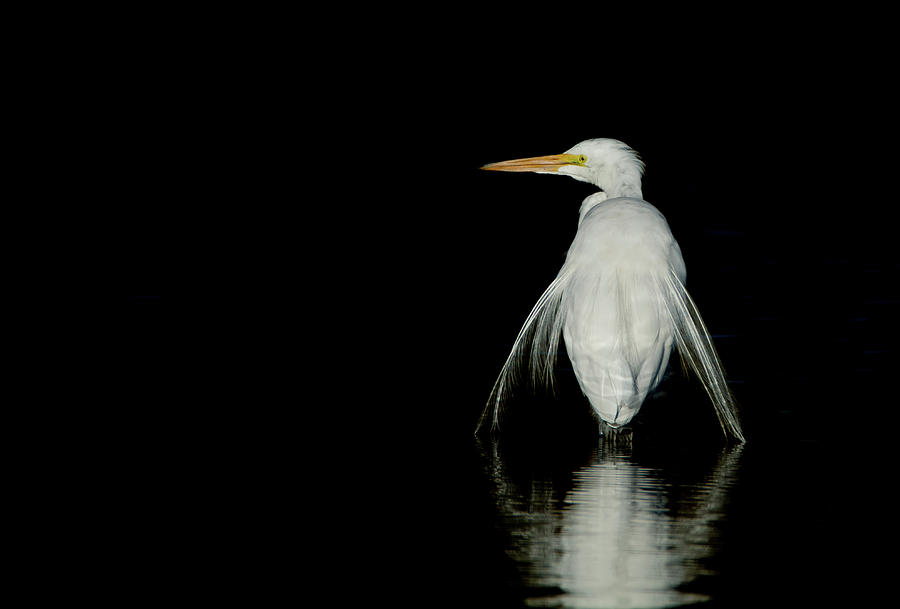 Great Egret Reflection 3029-012318-2cr Photograph by Tam Ryan