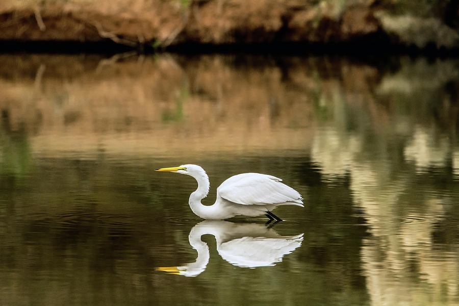 Great Egret Reflection 6298-113017-1 Photograph by Tam Ryan