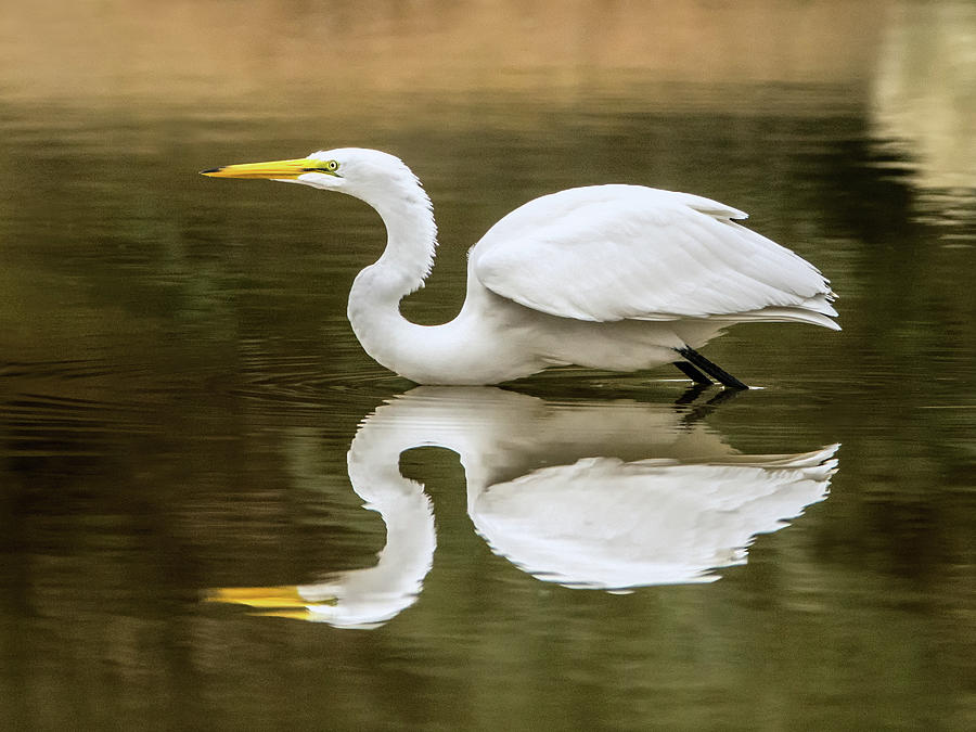 Great Egret Reflection 6298-113017-1cr Photograph by Tam Ryan