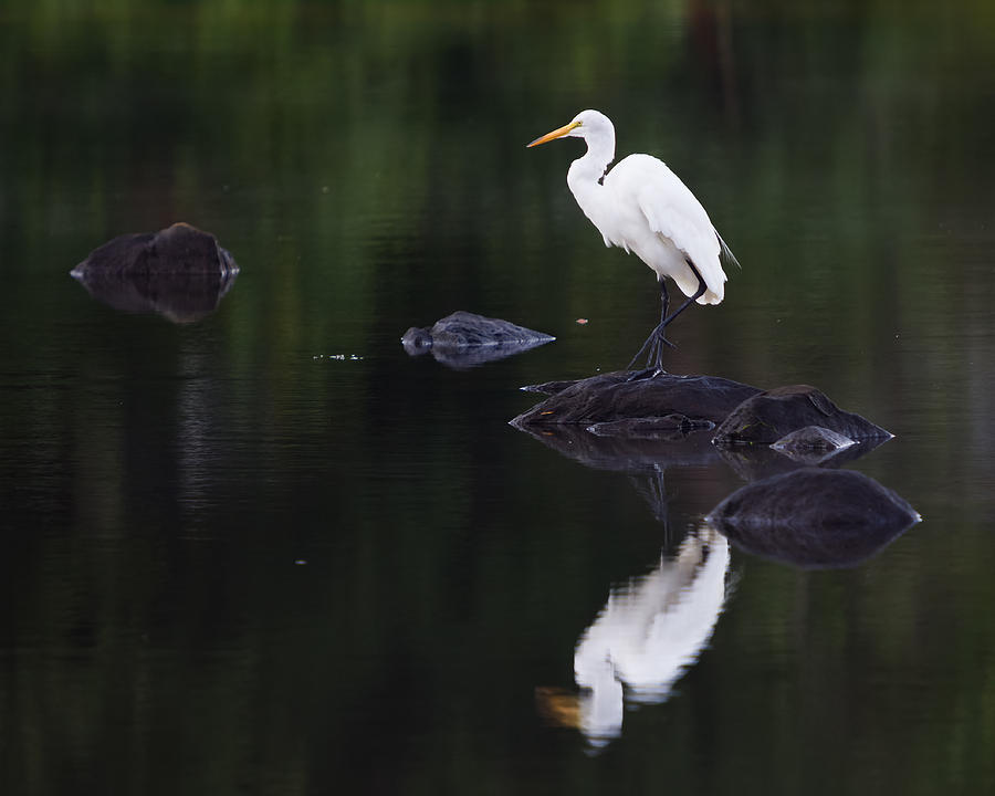 Great Egret Reflection Photograph by Kirkodd Photography Of New England