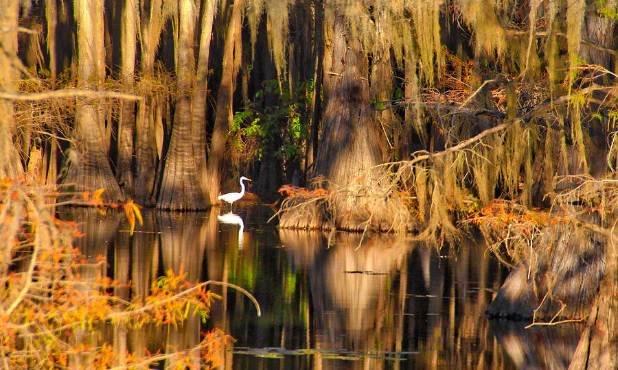 Great Egret Reflection Photograph by Linda James