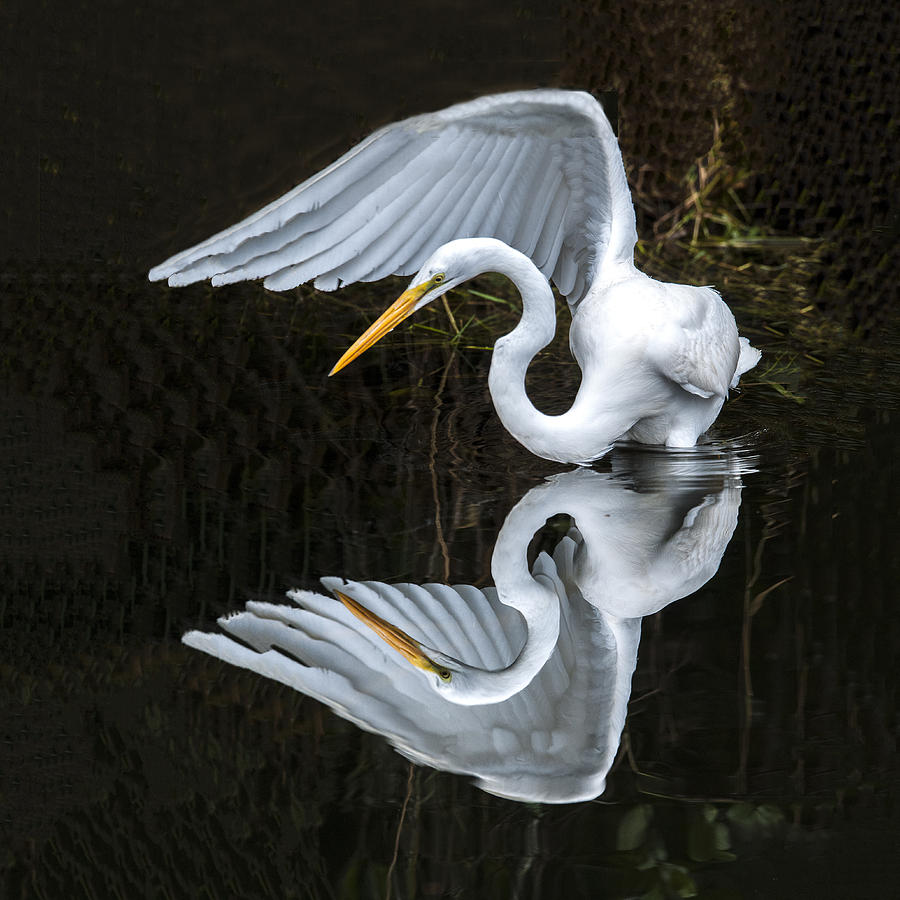 Great Egret Reflection Photograph by William Bitman