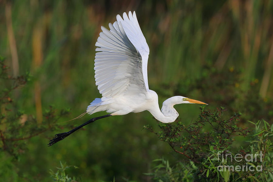 Nature Photograph - Great Egret by Rick Mann
