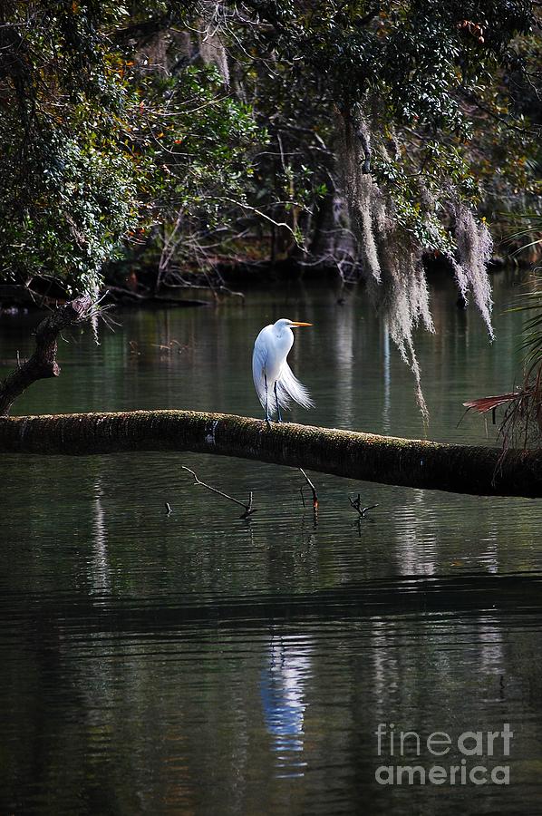 Great Egret Photograph by Robert Meanor