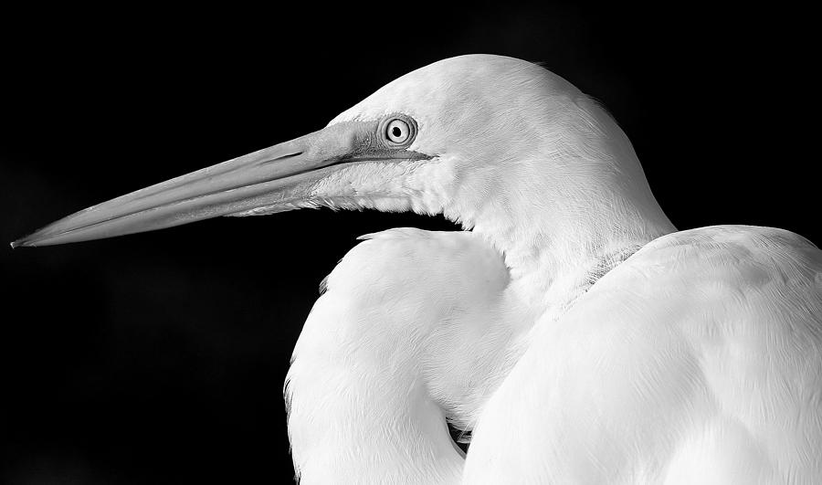 Egret Photograph - Great Egret by Rosanne Jordan