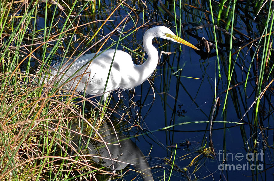 Great Egret, Sarasota, Florida Photograph by Ron Long