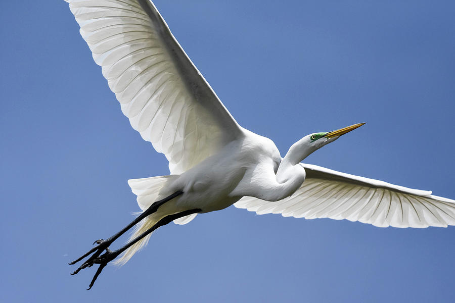 Great Egret Soaring Photograph by Gary Wightman
