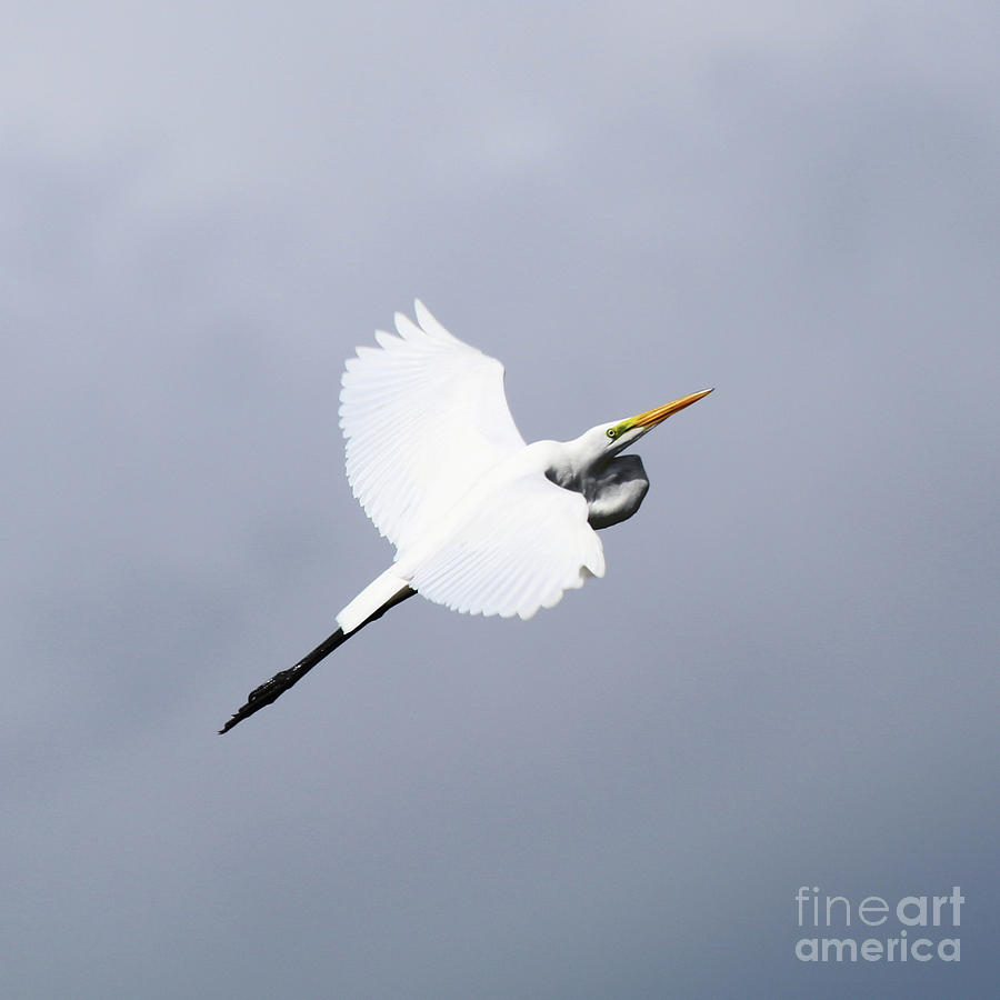 Bird Photograph - Great Egret Soaring by Kerry Fischel Bird Photograph - Great Egret Soaring by Kerry Fischel