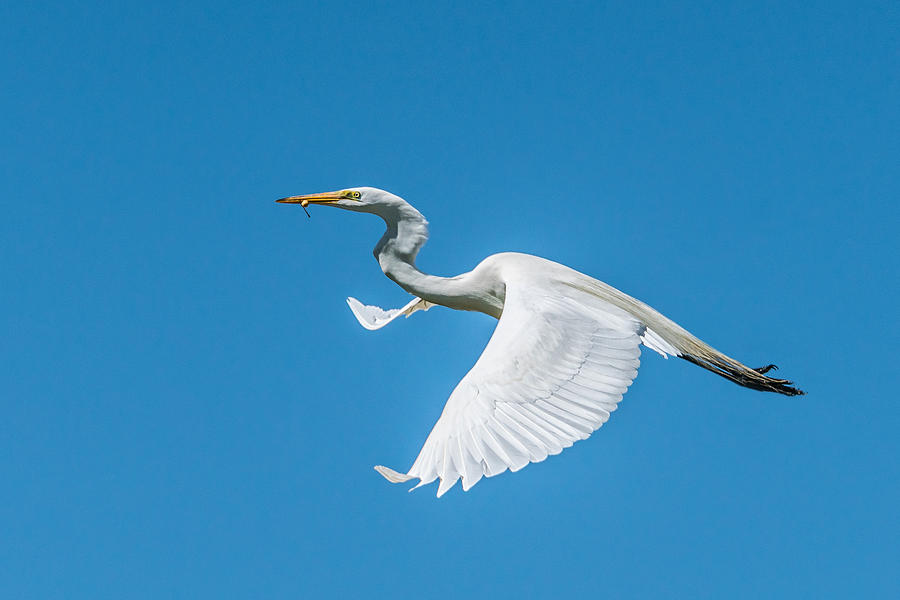 Great Egret Soaring with Berry Photograph by Robert Hurst