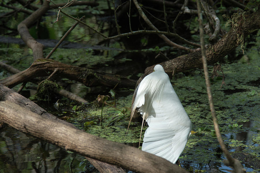 Great Egret Stretching A Wing Photograph