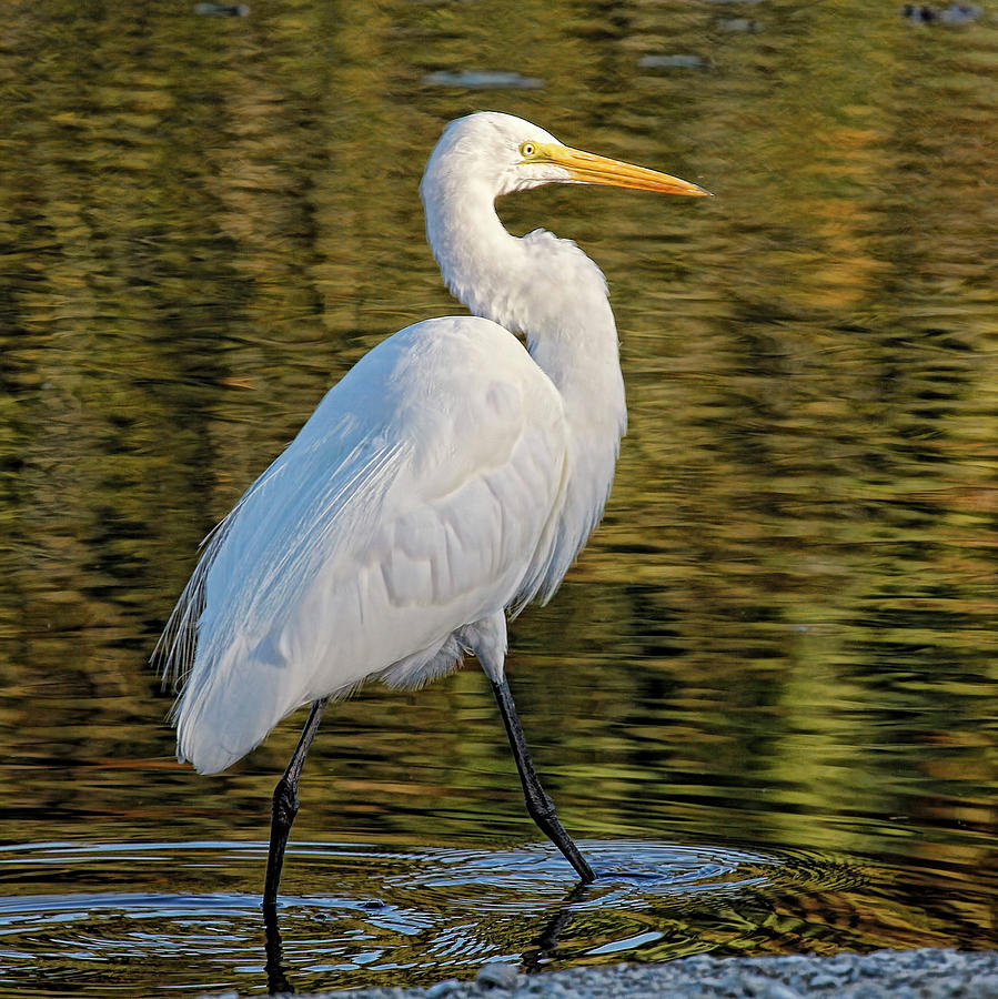 Great Egret Stroll Photograph by HH Photography of Florida