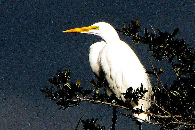 Great Egret Photograph by T Guy Spencer