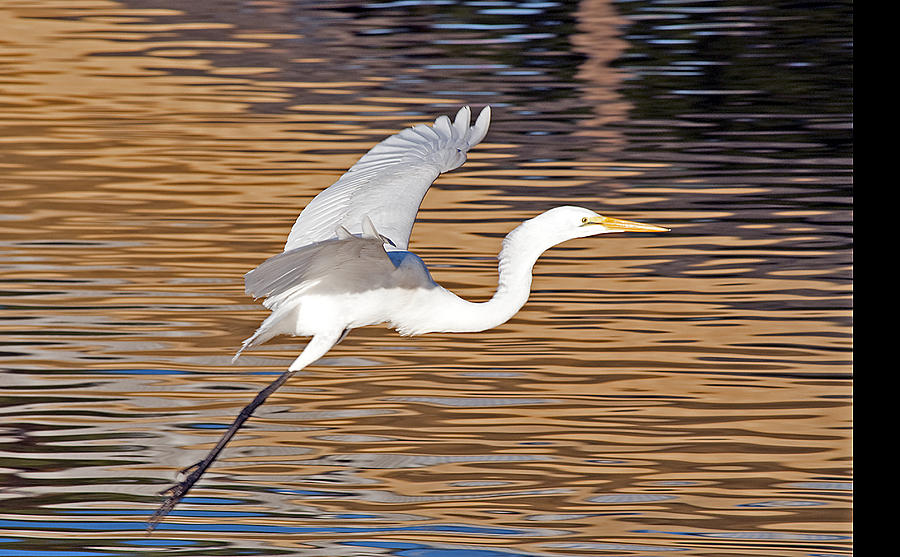 Great Egret Takeoff Photograph by Kenneth Albin