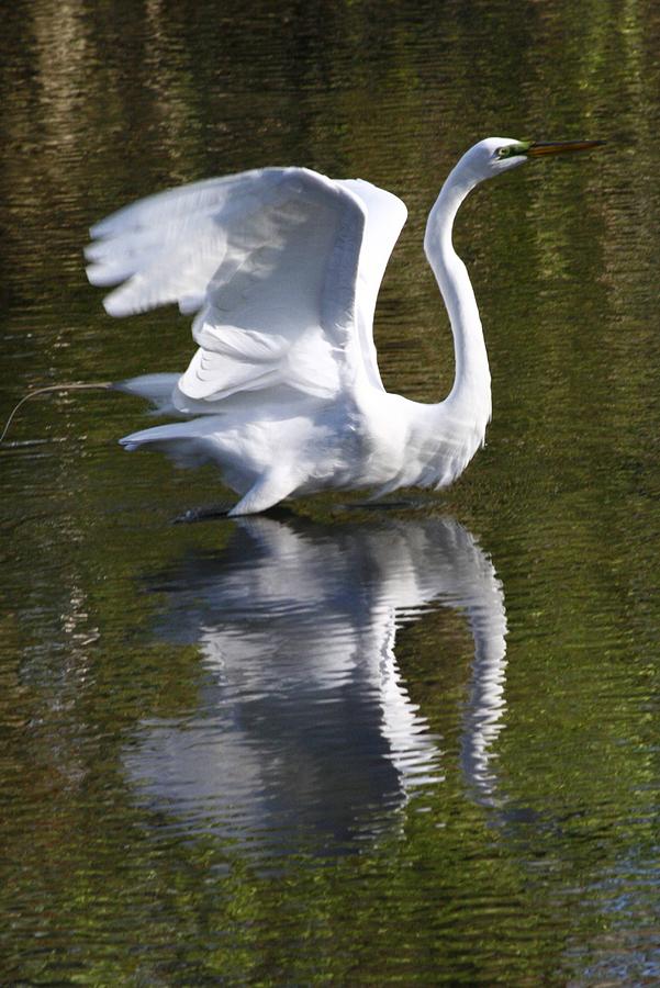 Great Egret Takes Flight Photograph by Christopher J Kirby