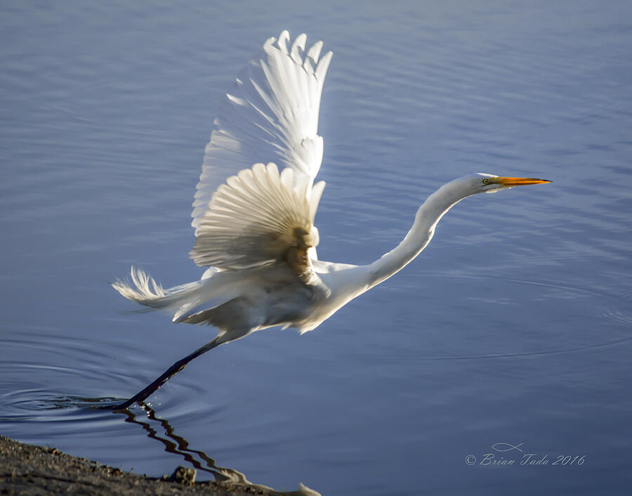 Nature Photograph - Great Egret Taking Flight by Brian Tada